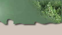 Summit Forests Inc. - Forestry Consulting