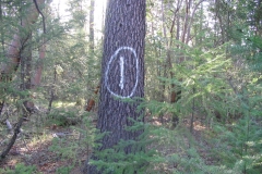 Summitt Forests Gallery