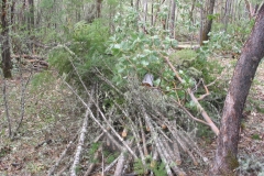 Summitt Forests Gallery