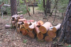 Summitt Forests Gallery