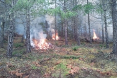 Summitt Forests Gallery