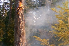 Summitt Forests Gallery