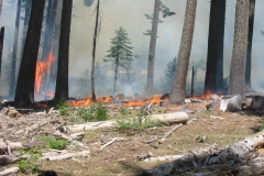 Summitt Forests Gallery