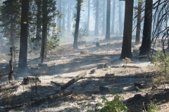 Summitt Forests Gallery