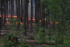 Summitt Forests Gallery