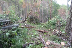 Summitt Forests Gallery