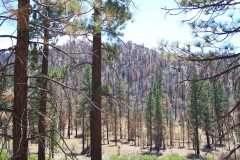 Summitt Forests Gallery