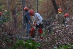 Summitt Forests Gallery