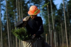 Summitt Forests Gallery