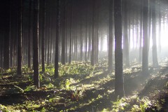 Summitt Forests Gallery