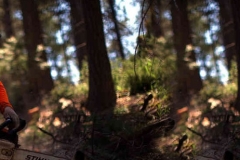 Summitt Forests Gallery